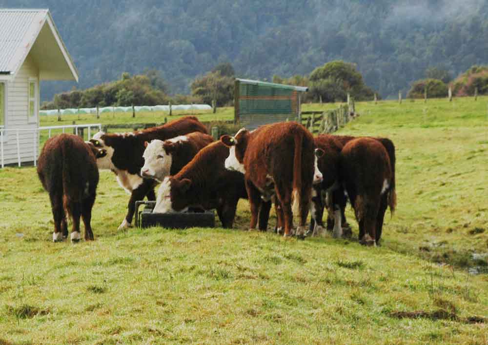 Vaca - Nueva Zelanda 1.jpg